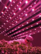 Illumitex LEDs Designed for Horticulture Lighting Market | –